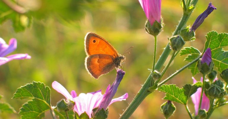 A butterfly rests on a purple flower