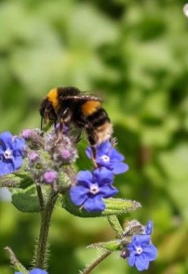 A bee on blue flowers with a butterfly in the background