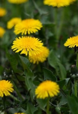 yellow dandelions