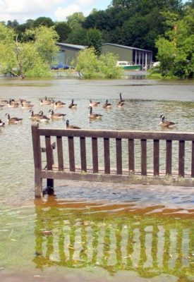 a bench surrounded by floodwater and geese