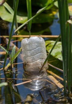 A plastic bottle floats amongst the reeds in a river