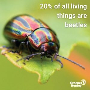 beetles20