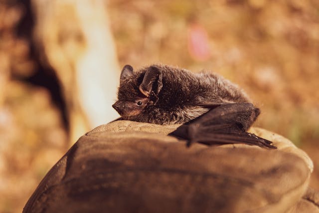 bat sitting on a rock