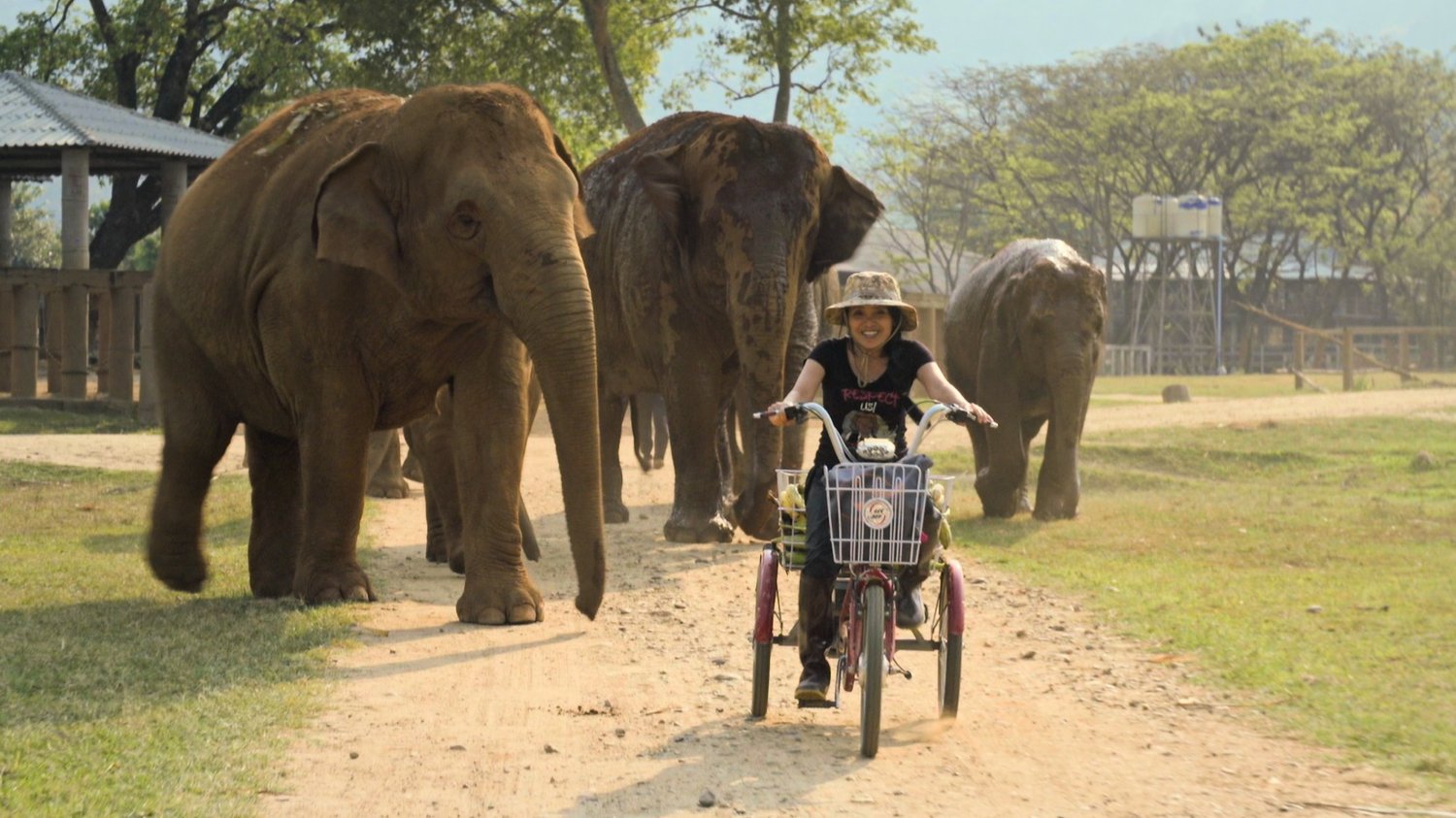 A woman rides a bicycle, followed by three elephants