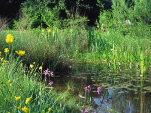 An Mill Meadows featuring a stream and wildflowers