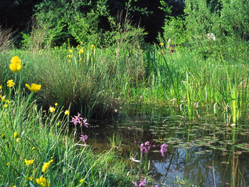 An Mill Meadows featuring a stream and wildflowers