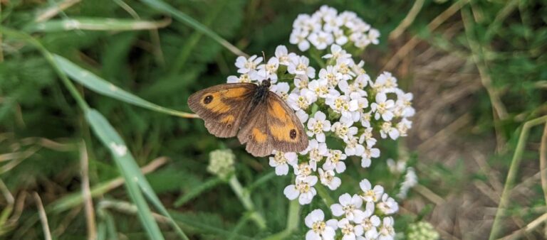 A gatekeeper butterfly feeding on some yarrow