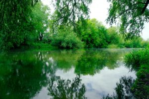 photo of a river surrounded by lush greenery