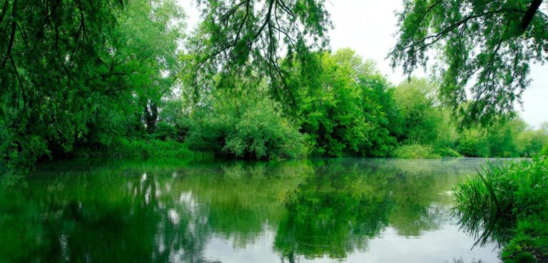 photo of a river surrounded by lush greenery