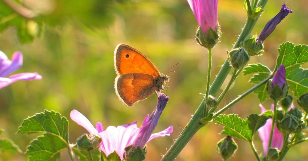 A butterfly rests on a purple flower