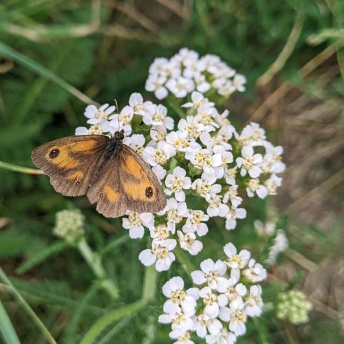 A butterfly sits on some white flowers
