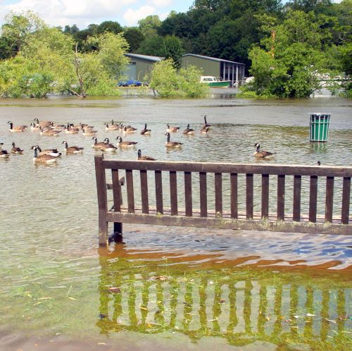 a bench surrounded by floodwater and geese
