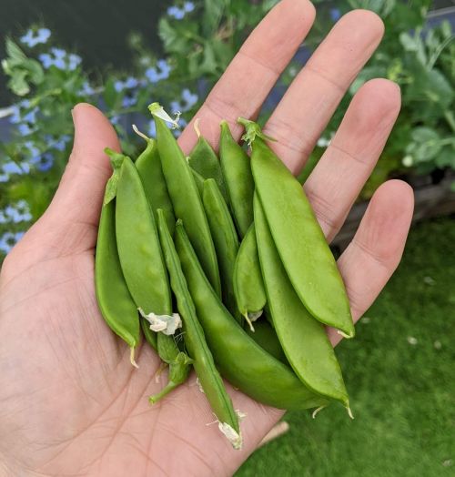 a handful of homegrown mange tout peas